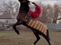 Koń, Orlov Trotter — zdjęcie 1