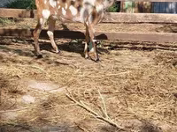 Dê cái, Nubian Goat — ảnh 1