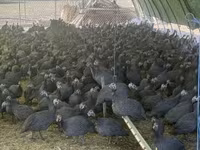 Guinea fowl — sawirka 2