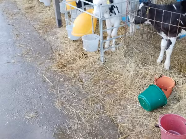 Tyre, Holstein-race