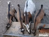 Buk, Pomellata goat — foto 3