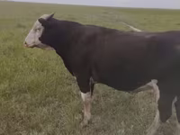 Bik, Russian Black pied cattle — fotografija 1