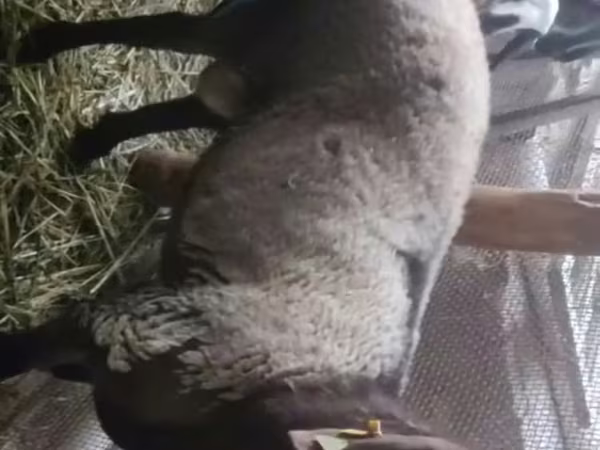 Beran, Rhon sheep
