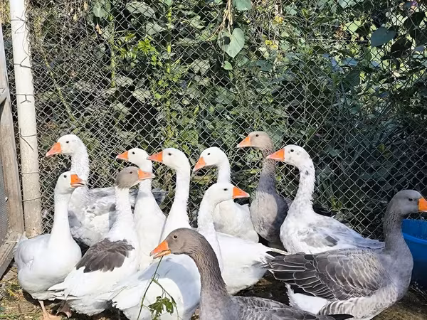Geese