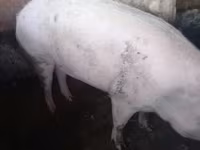 Глиган, Прасета — снимка 1