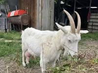 ছাগী, ছাগল — ছবি 1