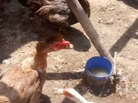 Geese — عکس 6
