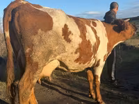 Ko, Simmental cattle — foto 4
