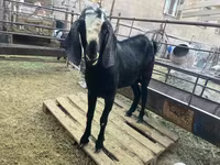 Ziegenbock, Nubian Goat — Foto 4