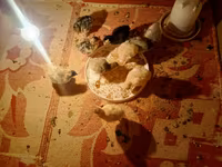 Turkeys — عکس 2