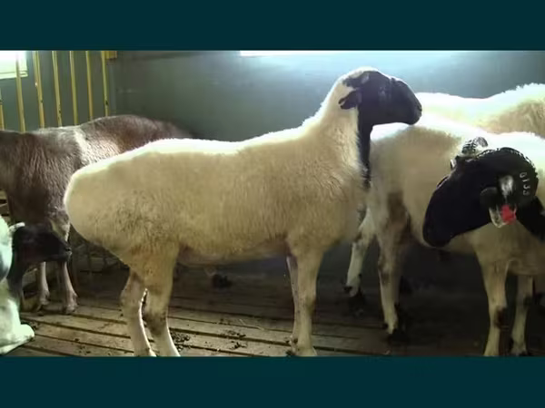 قوچ, گوسفند