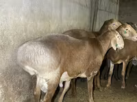 मेढ़ा, Arashan sheep — फ़ोटो 1