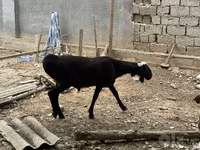 قوچ, گوسفند — عکس 7