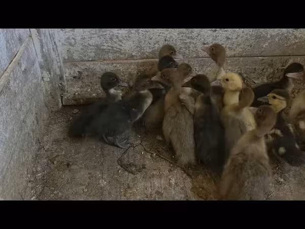 Ducks