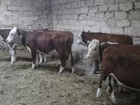 Mucca, Mucca kazaka a testa bianca — foto 1