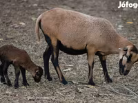 Biri-biri betina, Cameroon sheep — foto 2