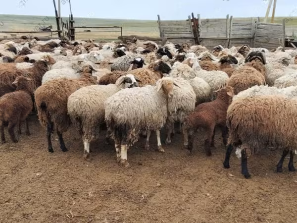 Ram, Precoce sheep