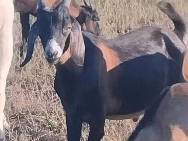 ወንድ ፍየል, Nubian Goat