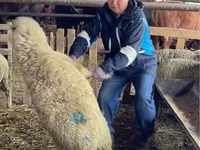 Qoyun, Krasnoyarsk sheep — foto 1