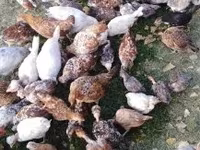 Chickens — zdjęcie 4