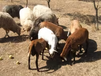 قوچ, Cameroon sheep — عکس 2