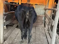 İnek, Latvian Blue cattle — foto 5