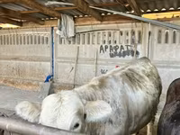 காளை, Simmental cattle — புகைப்படம் 3
