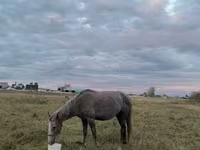 Iapă, Horse breed — foto 5