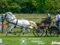 Klisna, Lipizzaner — foto 1
