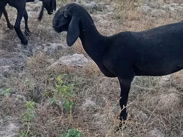 Ovce, Arashan sheep
