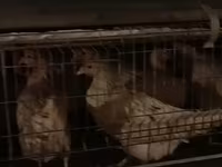 Chickens — عکس 4