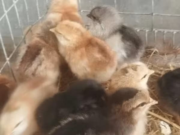 Chickens