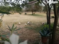 Chickens — Foto 2