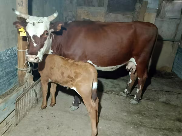 Vaca, Latvian Blue cattle