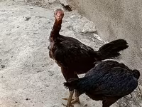 Guinea fowl — foto 1