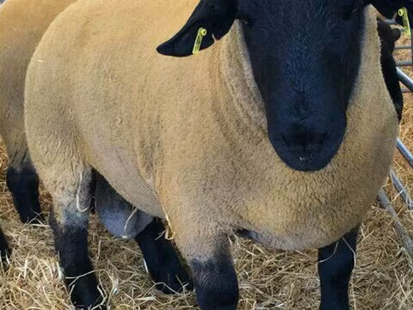 Ram, Dorper sheep