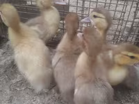 Ducks — 사진 1