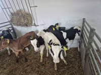 Toro, Russian Black pied cattle — foto 5