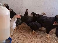 Chickens — புகைப்படம் 3