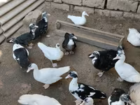 Ducks — foto 2