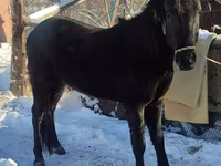 Hingst, Heste — foto 1