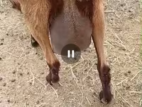 Ямаа, Saanen goat — 7 зураг