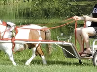 گھوڑا, Miniature horse — تصویر 4