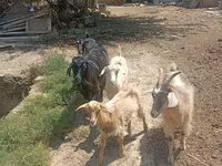 بز (گروه، جنسیت مشخص نشده), بز — عکس 2