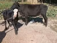 Vaca, Ganado vacuno — foto 6