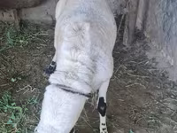 Montone, Pecore — foto 2