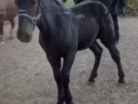 수말, Hungarian horse breed — 사진 2