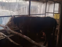 Toro, Simmental cattle — foto 5