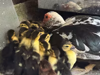 Ducks — عکس 2