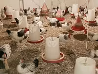 Chickens — 사진 5